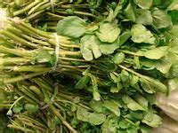 Pagsasalin 'bay leaf' – Diksiyunaryo Tagalog.